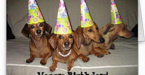 Happy Birthday Meme Dachshund Dachshund Birthday Meme Google Search Birthday Cards