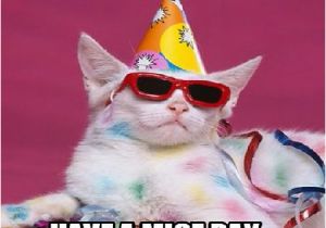 Happy Birthday Meme with Cats Happy Birthday Cat Memes Funny Funny Cute Angry Grumpy