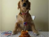 Happy Birthday Meme with Dogs 25 Best Ideas About Birthday Meme Dog On Pinterest