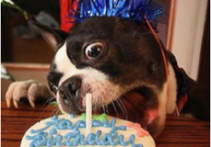 Happy Birthday Meme with Dogs Birthday Dog