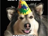 Happy Birthday Meme with Dogs Happy Birthday Memes Dog Wishesgreeting