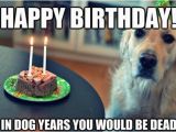 Happy Birthday Meme with Dogs Happy Birthday Memes Dog Wishesgreeting