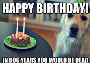 Happy Birthday Meme with Dogs Happy Birthday Memes Dog Wishesgreeting