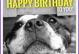 Happy Birthday Meme with Dogs Happy Birthday Memes with Funny Cats Dogs and Cute Animals