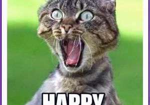 Happy Birthday Memes Cute Best 25 Cat Happy Birthday Meme Ideas On Pinterest Cat