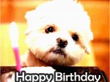 Happy Birthday Memes Cute the Birthday Thread Bioware social Network Fan forums