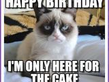Happy Birthday Memes with Cats Happy Birthday Memes with Funny Cats Dogs and Cute Animals