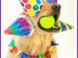 Happy Birthday Party Hard Quotes Happy Birthday Memes with Funny Cats Dogs and Cute Animals