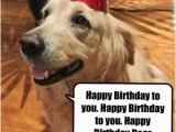 Happy Birthday Quotes for Dogs Dog Funny Birthday Quotes Quotesgram