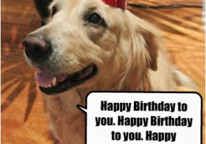 Happy Birthday Quotes for Dogs Dog Funny Birthday Quotes Quotesgram