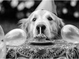 Happy Birthday Quotes for Dogs Happy Birthday Quotes for Dogs Quotesgram