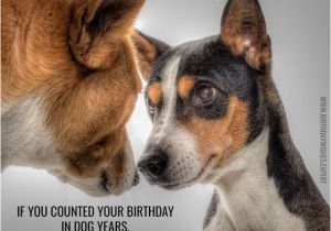 Happy Birthday Quotes for Dogs Huge List Of Funny Birthday Messages Wishes Cracking Jokes