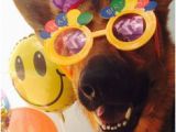 Happy Birthday Quotes In German 1000 Images About Wolfie On Pinterest Dog Treats