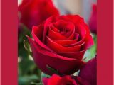 Happy Birthday Rose Quotes Happy Birthday Greeting Card with Red Rose Greeting