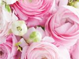 Happy Birthday Rose Quotes Pretty Pink Happy Birthday Roses Pictures Photos and
