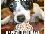 Happy Birthday to You Funny Quotes Funny Birthday Wishes for Friends and Ideas for Maximum