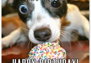 Happy Birthday to You Funny Quotes Funny Birthday Wishes for Friends and Ideas for Maximum