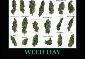 Happy Birthday Weed Quotes Birthday Weed Quotes Quotesgram