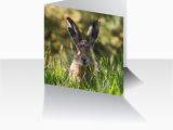 Hare Birthday Cards Greeting Card Old Hare Knowle top Studios Clitheroe