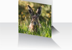 Hare Birthday Cards Greeting Card Old Hare Knowle top Studios Clitheroe