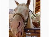 Horse Birthday Cards Free Horse Birthday Cards Zazzle