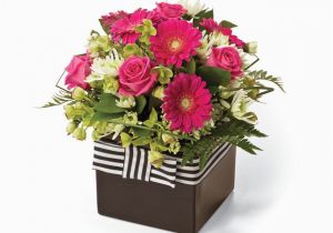 Interflora Birthday Flowers Princess Potted Flowers Flowers Nz Interflora New