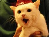 It S My Cat S Birthday Meme 17 Best Images About Ermahgerd Cat On Pinterest Cats