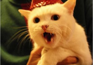 It S My Cat S Birthday Meme 17 Best Images About Ermahgerd Cat On Pinterest Cats