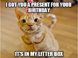 It S My Cat S Birthday Meme 45 Cat Birthday Memes Wishesgreeting