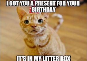 It S My Cat S Birthday Meme 45 Cat Birthday Memes Wishesgreeting