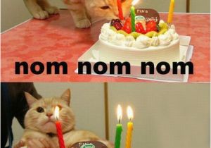 It S My Cat S Birthday Meme Cats Birthday Parties Damn Cool Pictures