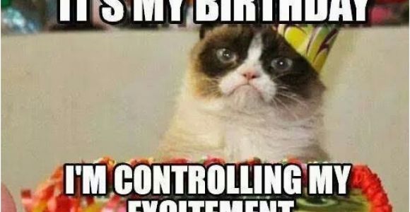 It S My Cat S Birthday Meme Grumpy Cat Birthday Birthday Pinterest Best Grumpy