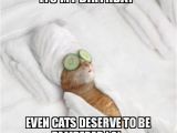 It S My Cat S Birthday Meme Its My Birthday even Cats Deserve to Be Pampered Lol