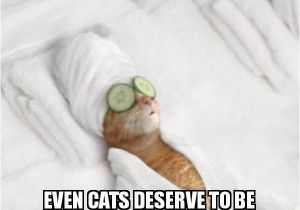 It S My Cat S Birthday Meme Its My Birthday even Cats Deserve to Be Pampered Lol