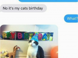 It S My Cat S Birthday Meme Oh Come On I 39 M Sure He Would Love to Go to Her Cat 39 S