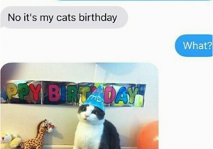It S My Cat S Birthday Meme Oh Come On I 39 M Sure He Would Love to Go to Her Cat 39 S