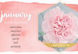 January Birthday Flowers January Birth Flower Carnation Ftd Com