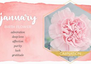 January Birthday Flowers January Birth Flower Carnation Ftd Com