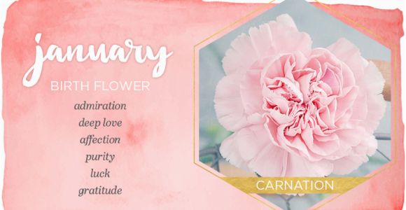 January Birthday Flowers January Birth Flower Carnation Ftd Com
