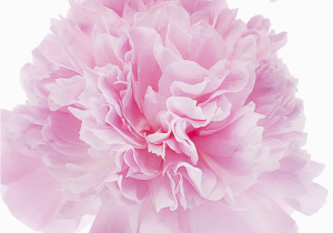 January Birthday Flowers January Birth Flower Carnations