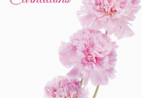 January Birthday Flowers January Birth Flower Carnations