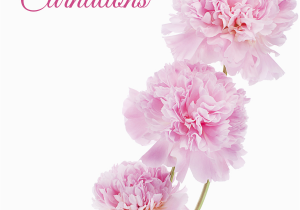 January Birthday Flowers January Birth Flower Carnations