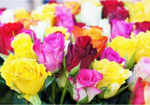 June Birthday Flowers Birth Flowers What they Say About You Fresh by Ftd