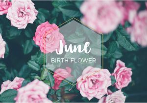 June Birthday Flowers June Birth Flower Rose Ftd Com