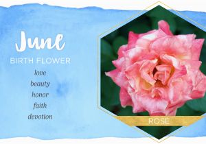 June Birthday Flowers June Birth Flower Rose Ftd Com