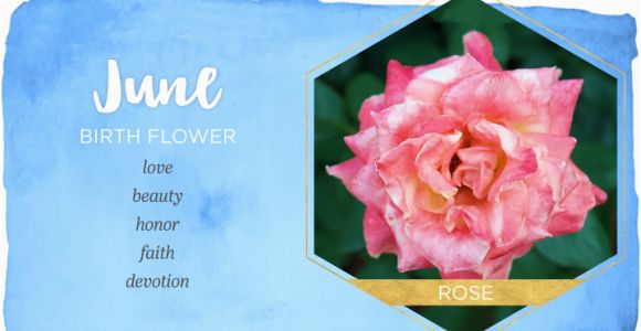 June Birthday Flowers June Birth Flower Rose Ftd Com