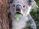 Koala Birthday Meme Air force Dfac Koala Meme Aminals Pinterest Koalas