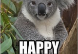 Koala Birthday Meme Happy Birthday Koala