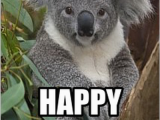 Koala Birthday Meme Happy Birthday Koala