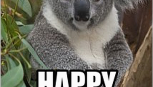 Koala Birthday Meme Happy Birthday Koala